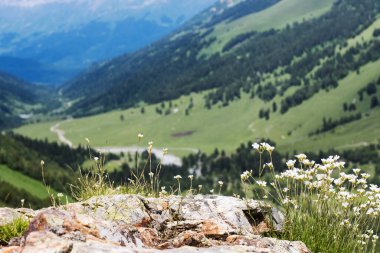 Dağların ve mavi gökyüzünün arka planında yabani çiçekler. Yerel seyahat kavramı.