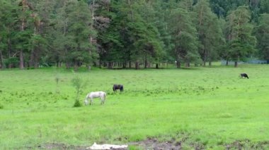 Bir at sürüsü ormanın yakınındaki bir vadide otluyor..