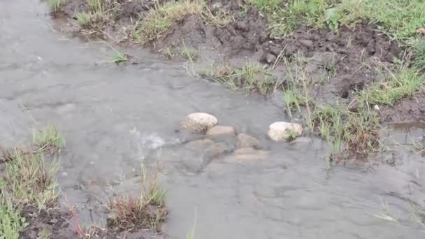 Un arroyo de montaña fluye entre las piedras. — Vídeos de Stock