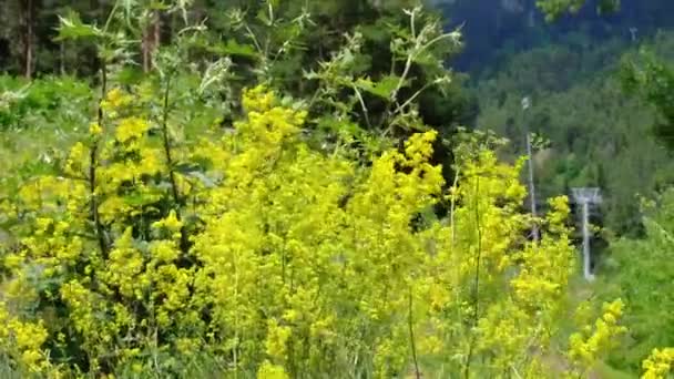 山の背景に野生の花。地方旅行の概念. — ストック動画