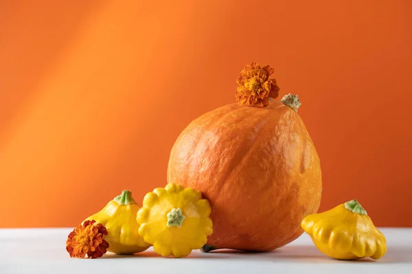 Herbstliches Stillleben von Kürbissen und Kürbissen. Das Konzept von Thanksgiving oder Halloween. Herbststimmung. Kopierraum. — Stockfoto