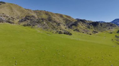 Açık mavi gökyüzünün altında otlayan koyunların ve yuvarlanan tepelerin olduğu manzaralı dağ manzarası. Yeni Zelanda