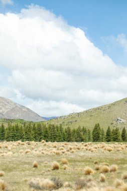 Bereketli çam ormanı ve mavi gökyüzü olan sakin bir dağ manzarası. Yeni Zelanda