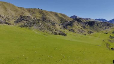 Açık mavi gökyüzünün altında otlayan koyunların ve yuvarlanan tepelerin olduğu manzaralı dağ manzarası. Yeni Zelanda
