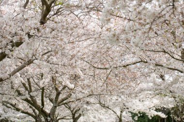 Çiçek açmış güzel bir kiraz dalı. Sakura bahçesi. Doğa, bahar kavramı..