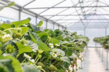 Yüksek teknolojili bir çilek serası. Uzun simetrik sıra yemyeşil bitkiler ve olgun çilekler. Modern tarım yöntemleri ve sürdürülebilir dut üretimi.