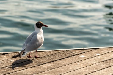 Arkadan bir adam sahilin kıyısından denize bakıyor..