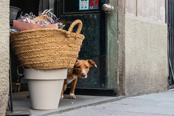 Bir sepetin arkasındaki köpek utangaç bir şekilde bir şehir dükkanının kapısından bakıyor.
