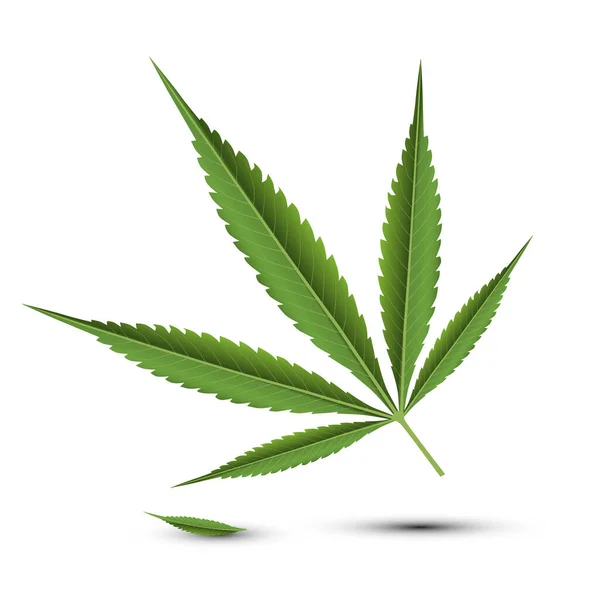Cannabis Marijuana Leaf Isolerad Vit Bakgrund Vector — Stock vektor