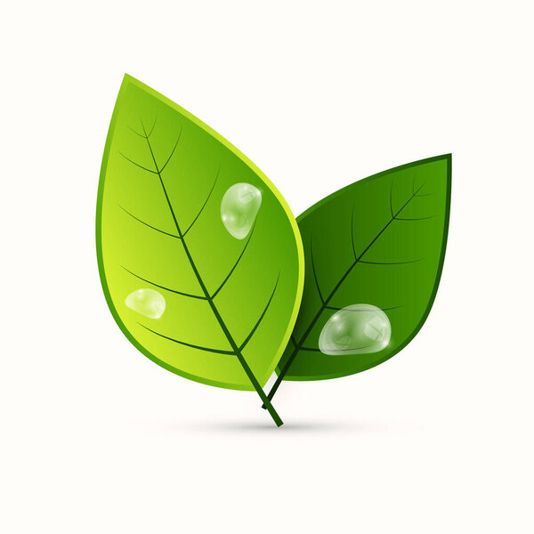 Зеленые листья с утепленной водой - векторный леаф