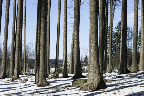 Foresta invernale con neve e cielo blu foto — Foto Stock