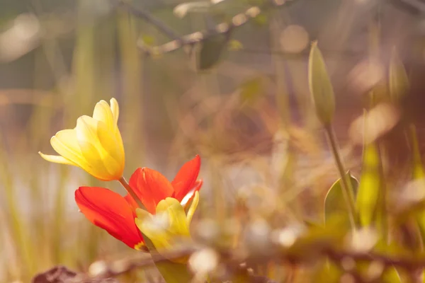 Lente bloemen - rode en gele tulpen — Stockfoto