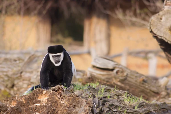 Colobus Guereza Monkey foto — Stockfoto