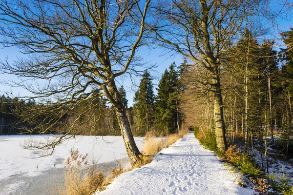 Winterlandschaft mit Schnee auf See und Straße und Bäumen - Wald — Stockfoto