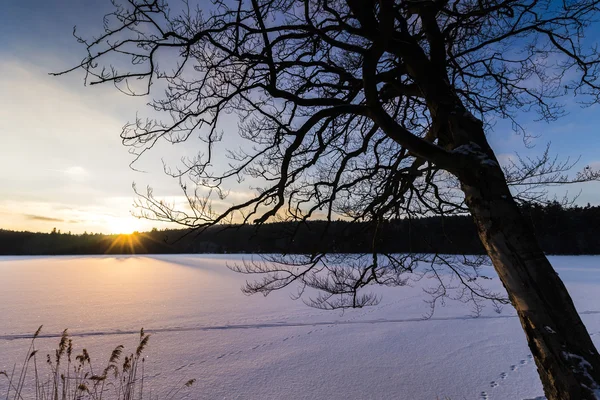 Σκηνή ηλιοβασίλεμα με παγωμένη λίμνη που καλύπτονται με χιόνι και δέντρο στο προσκήνιο — Φωτογραφία Αρχείου