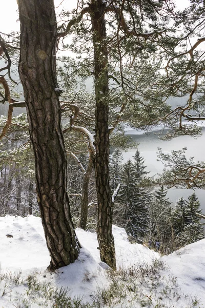 Δέντρα με λίμνη στο φόντο - χειμωνιάτικο σκηνικό — Φωτογραφία Αρχείου