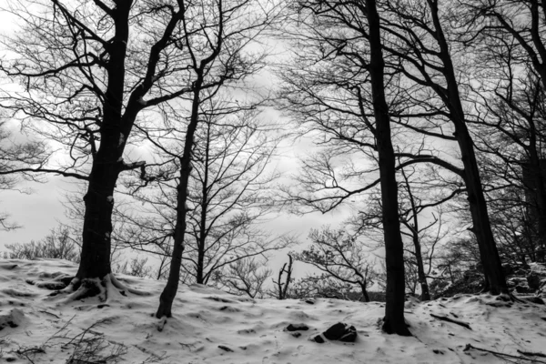 Floresta de Inverno assustadora com neve — Fotografia de Stock