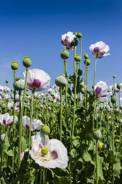 Campo bianco papavero con cielo blu — Foto Stock