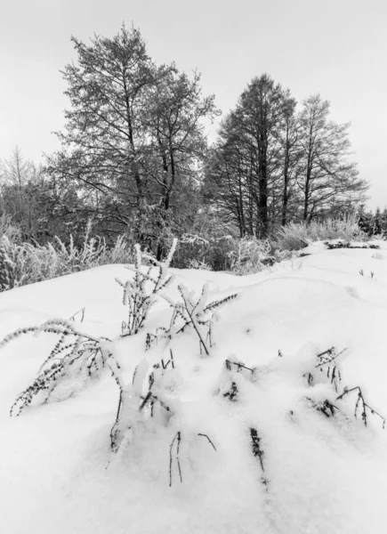 Frusna vinterlandskap med växter och träd - svartvitt foto — Stockfoto