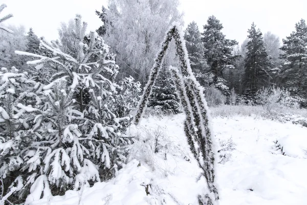 Planta y árboles congelados y campo cubierto de nieve —  Fotos de Stock