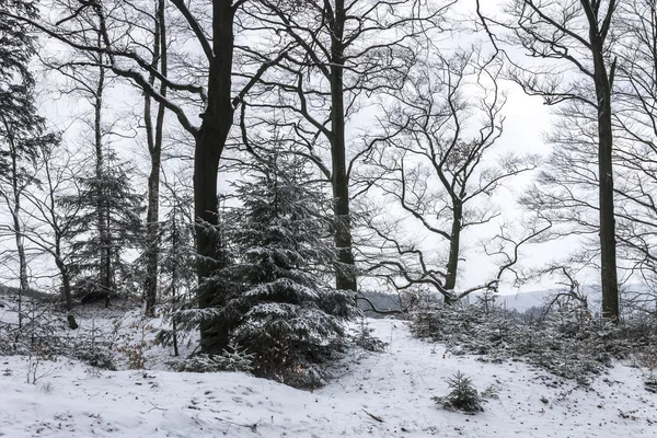 Winter Forest with Snow Photo — Stock Photo, Image