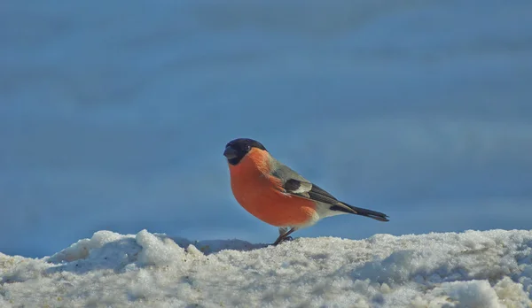 Bullfinch maschio nella foresta invernale . — Foto Stock