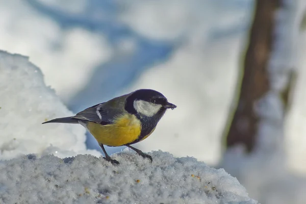 Tomtit на дереві в зимовому лісі. — стокове фото