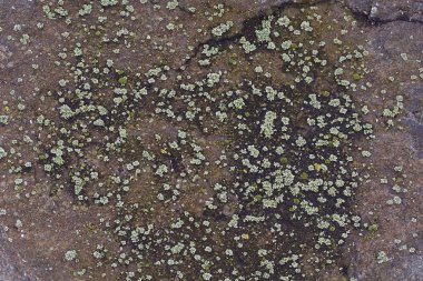 Taşın yüzeyi yosun kaplı.