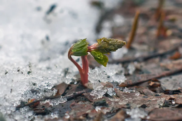 As primeiras gotas de neve na floresta de primavera . — Fotografia de Stock