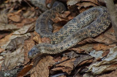 Zehirli yılan bozkır engerek.