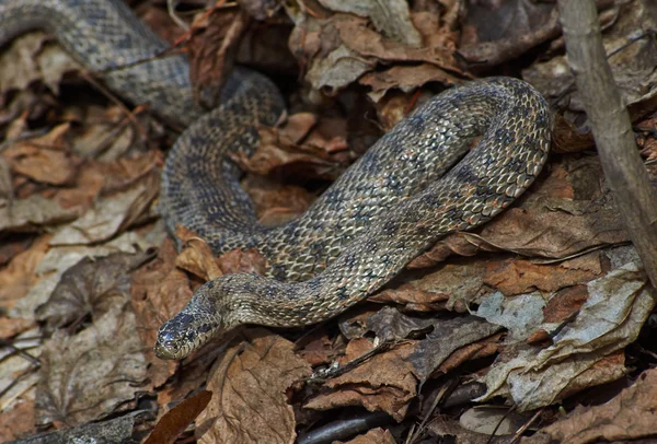 Mérges kígyó puszta viper. — Stock Fotó