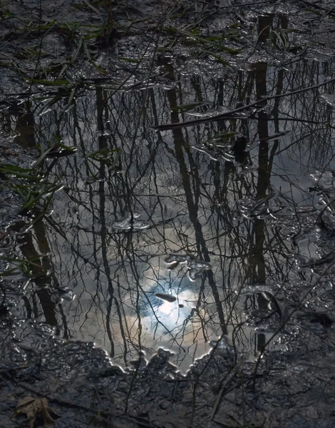 Reflection of the   forest in the melted water. — Stock Photo, Image