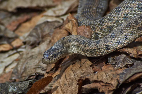 Venomous snake steppe viper.