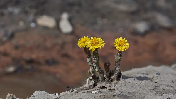 Frühlingsblumen Triebe tussilago fartura. Stockfoto