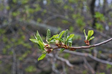 Böbrek kuş kiraz genç yaprakları ile.