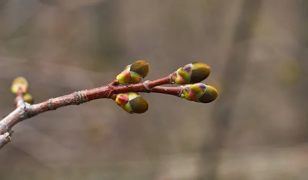 Maple swollen buds in spring forest. — Stock Photo, Image