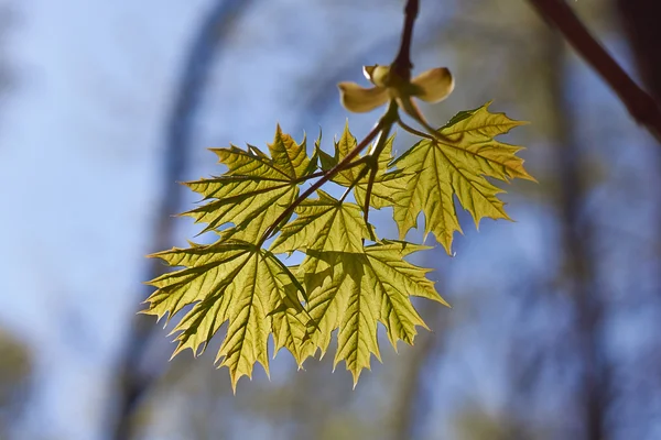 Reveal the young leaves of maple in the   forest. — Stock Photo, Image