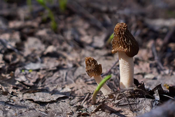 Funghi di spugnole commestibili nella foresta di primavera . — Foto Stock