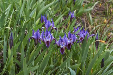 Sibirya Iris bir çayır üzerinde. Iris sibirica.