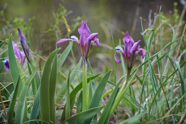 Sibirya Iris bir çayır üzerinde. Iris sibirica.