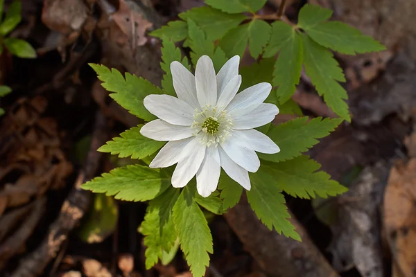 The first snowdrops in spring forest. — Stock Photo, Image