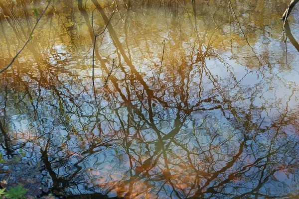 Odraz lesa v jezeře. — Stock fotografie
