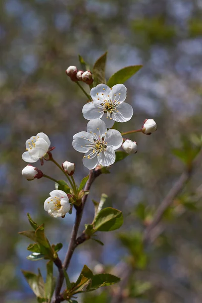 Flowering branch of cherry tree in the  garden. — Stock Photo, Image