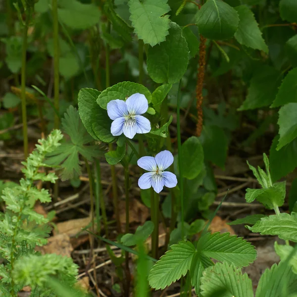 Kvetoucí fialová psí (Viola Tzaneen). — Stock fotografie