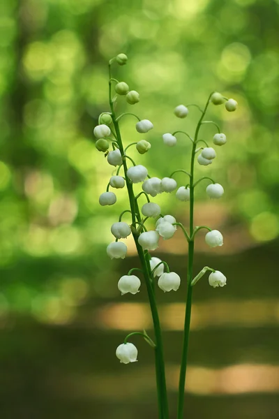 In the forest blossomed fragrant white  Convallaria majalis — Stock Photo, Image