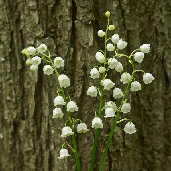 Convallaria majalis Dans la forêt . — Photo