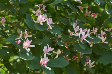 Flowering branch of forest. Lonicera xylosteum. clipart