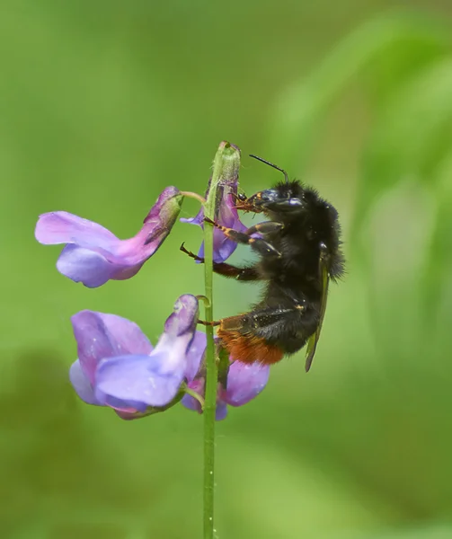 Bumblebee resting on a green plant. — Stock Photo, Image