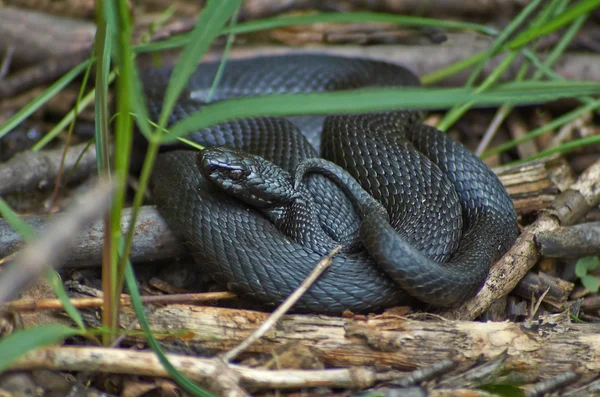 Giftige slang Zwarte Woud viper. — Stockfoto