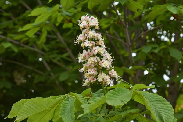 Whimsical flower chestnut in the spring. — Stock Photo, Image